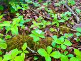 10 Acres Cth N - Photo 6