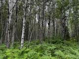 0000 Pine Lake Rd - Photo 10