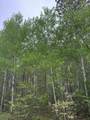ON Burrows Lake Rd - Photo 1