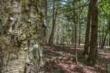 Lot 2 Four Mile Creek Rd - Photo 8