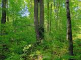 74.40 AC Neuberger Rd - Photo 8