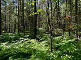 ON Camp Nine Rd - Photo 16
