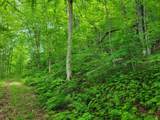 Lot 14 Alpine Shores Dr - Photo 10