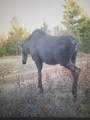 6881E Forest Rd - Photo 19