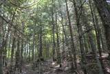 Lot 2 Forest Ln - Photo 3