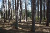 ON Pine Grove Cr - Photo 3