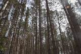 ON Pine Grove Cr - Photo 6