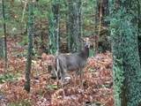 ON Musky Dam Ln - Photo 3