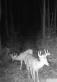 4434 Running Bear Ln - Photo 34