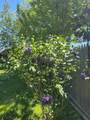 719 Clermont St - Photo 48