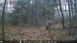 539 Macarthur Trl - Photo 37