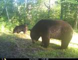 11355 Price Lake Rd - Photo 48