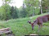 11355 Price Lake Rd - Photo 54
