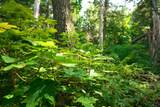 9291 Rock Lake Rd - Photo 40