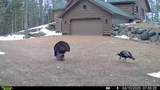 9335 Little Bearskin Creek Rd - Photo 55