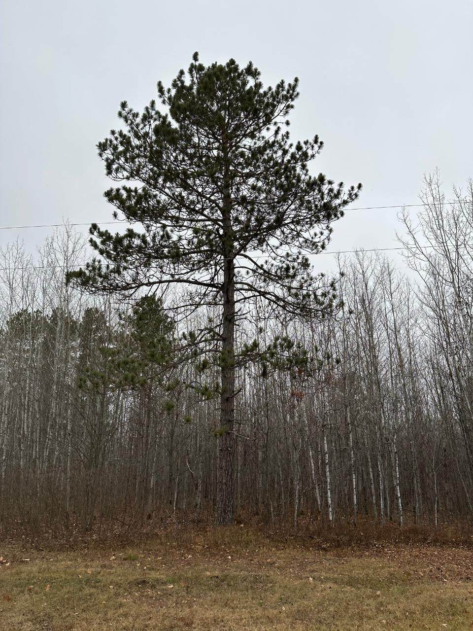 ON Burrows Lake Rd - Photo 1