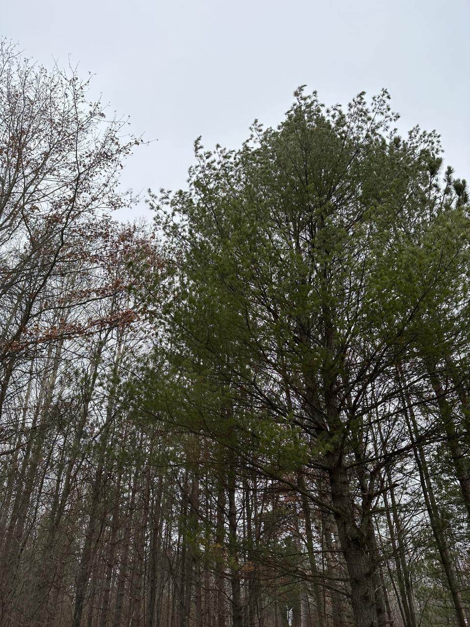 ON Swamp  Lake Rd - Photo 1