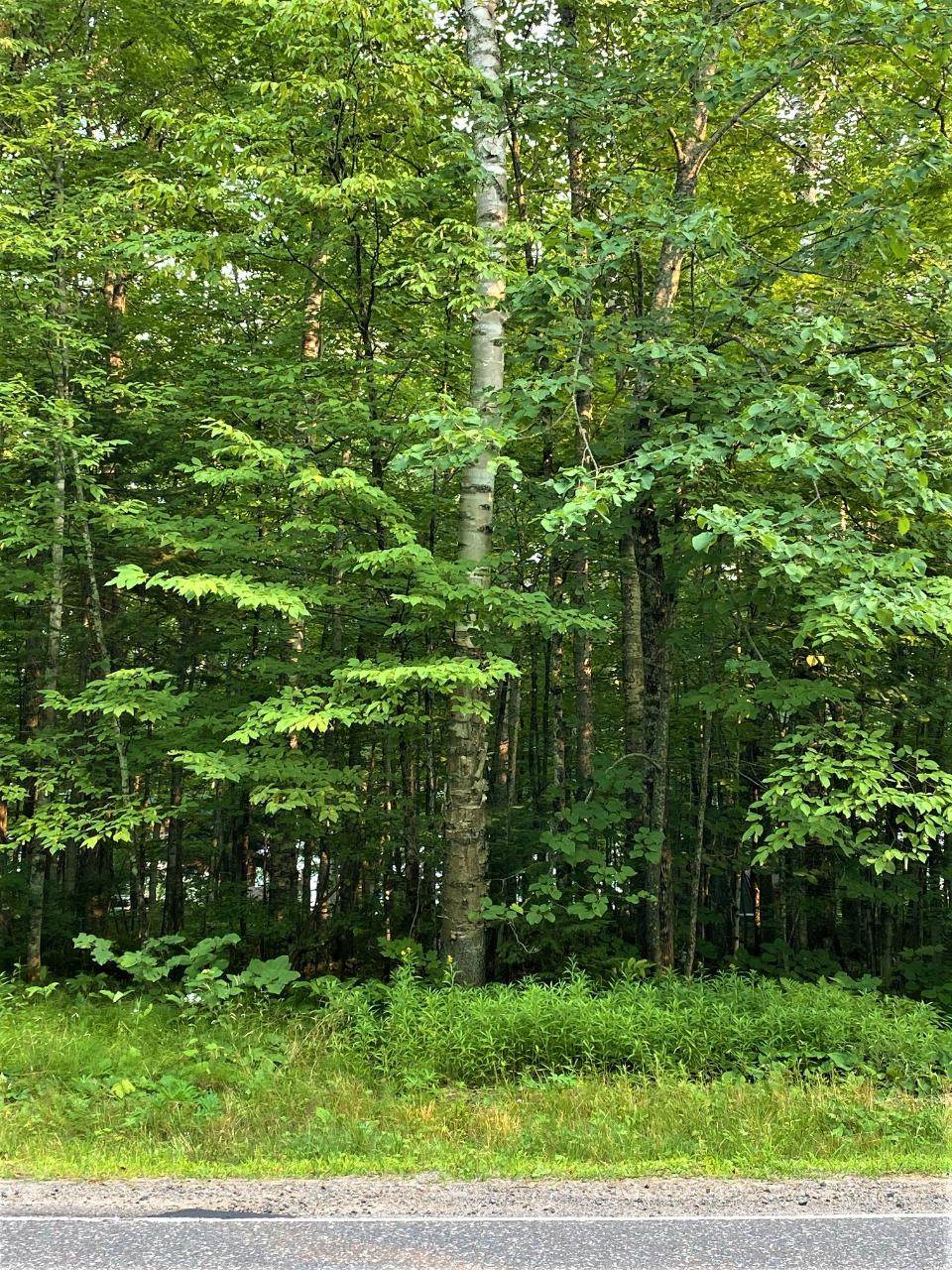 https://bt-photos.global.ssl.fastly.net/northwoods/orig_boomver_1_211149-2.jpg