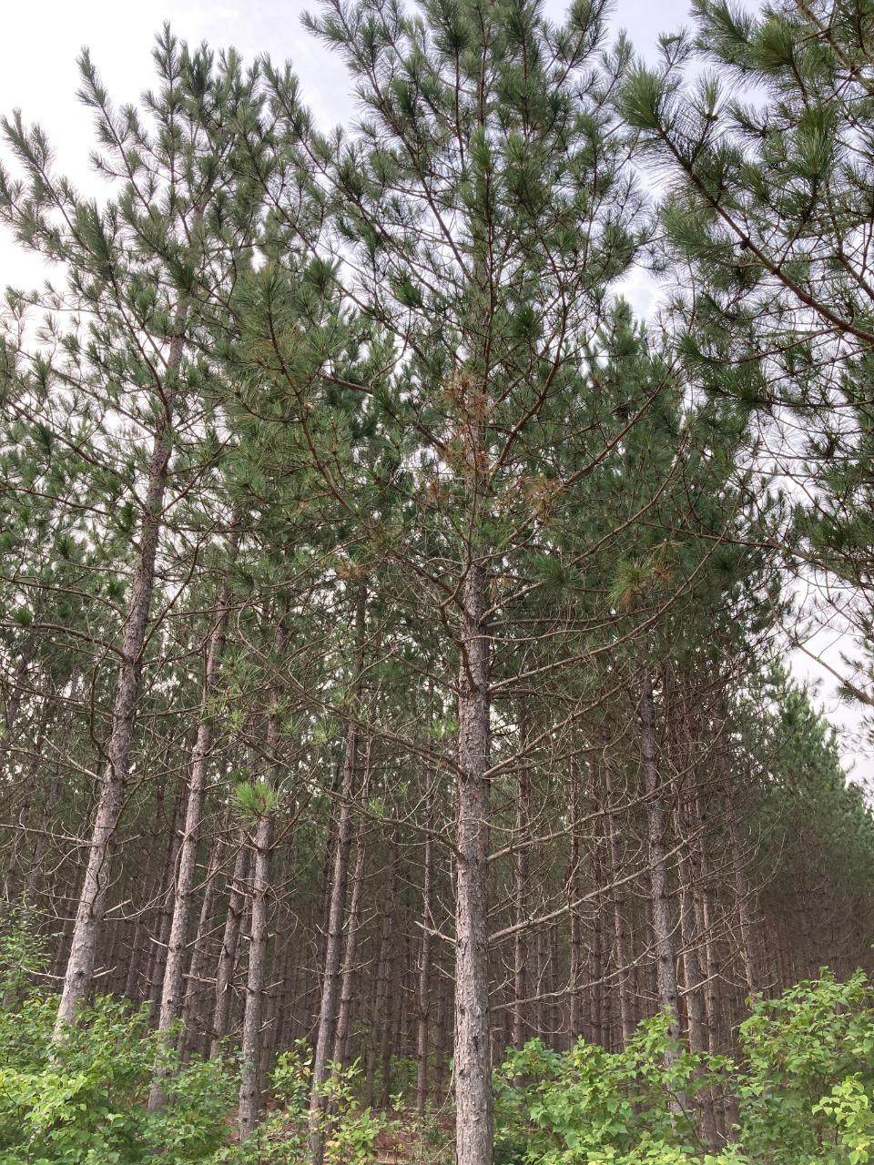 ON Kjar Rd - Photo 1