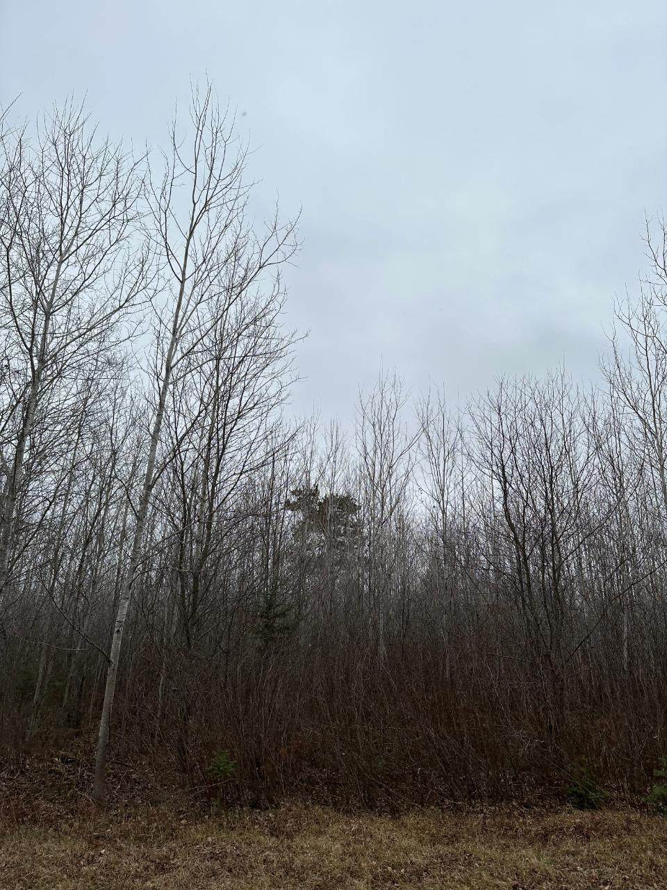 ON Burrows Lake Rd - Photo 1