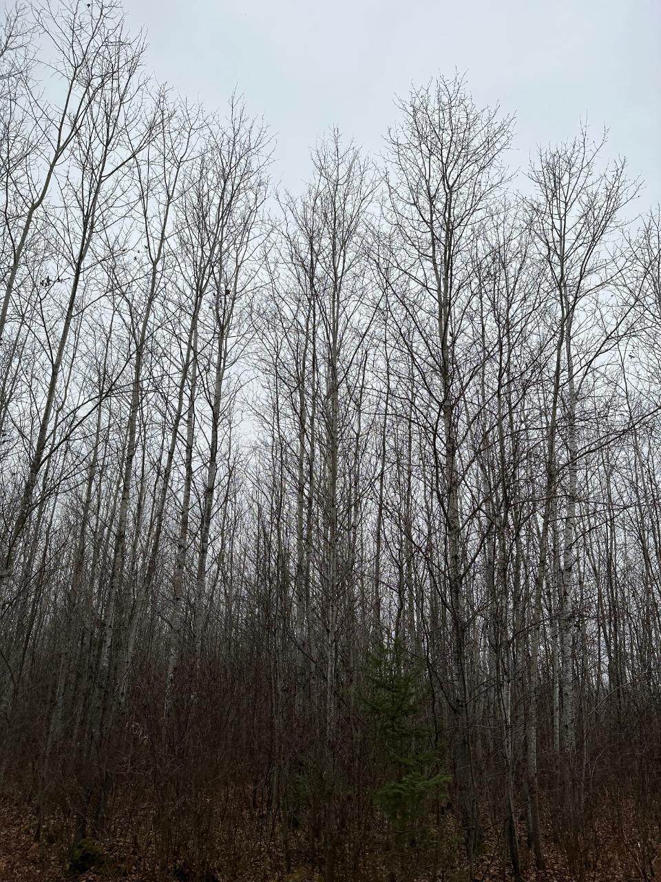 ON Burrows Lake Rd - Photo 1