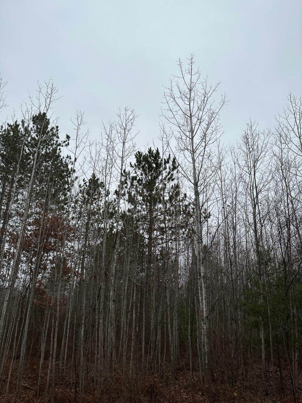 ON Burrows Lake Rd - Photo 1