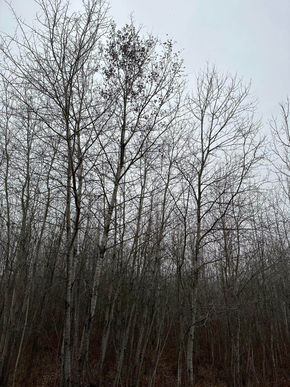 https://bt-photos.global.ssl.fastly.net/northwoods/orig_boomver_1_215504-2.jpg