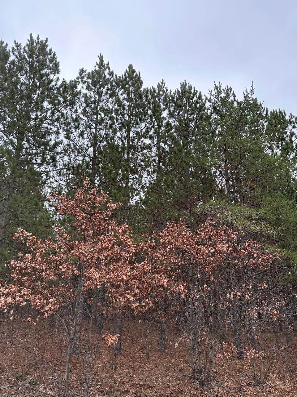 ON Lois Rd - Photo 1