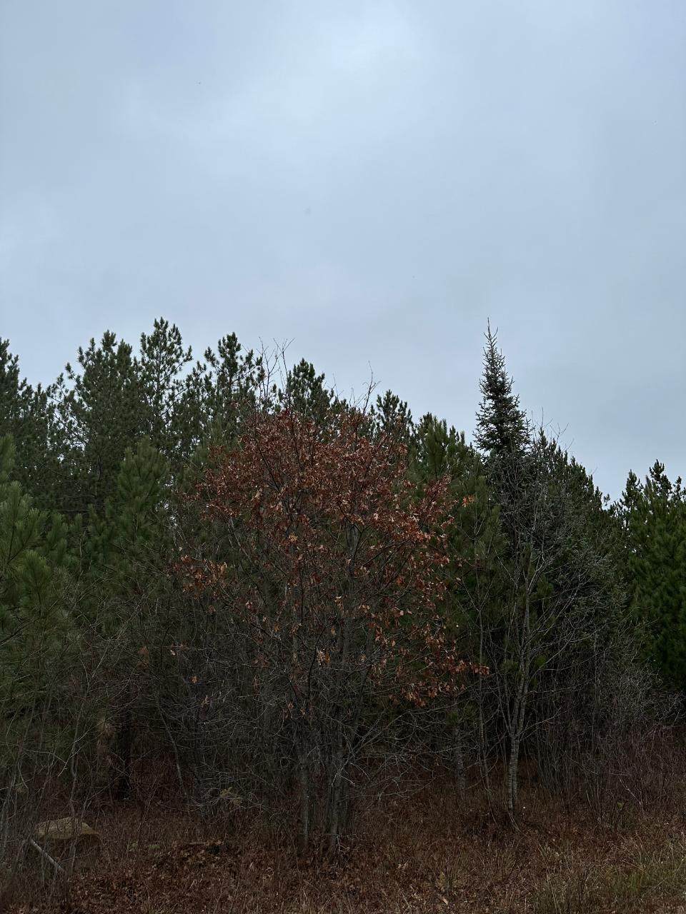https://bt-photos.global.ssl.fastly.net/northwoods/orig_boomver_1_215511-2.jpg
