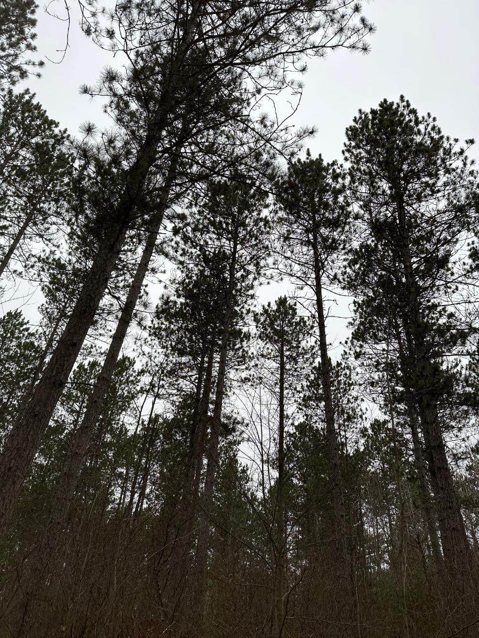 ON Swamp Creek Rd - Photo 1