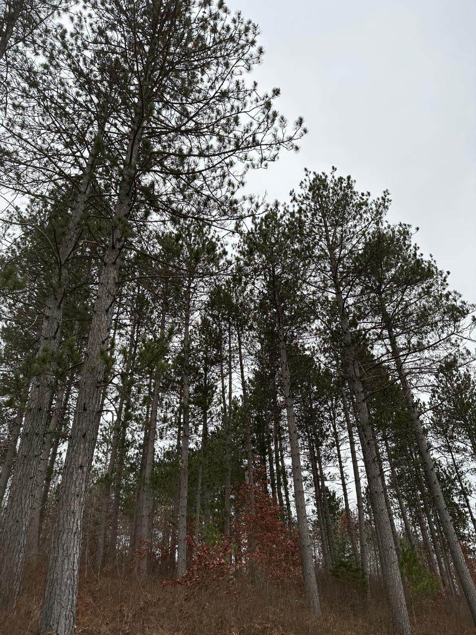 ON Wood Rd - Photo 1