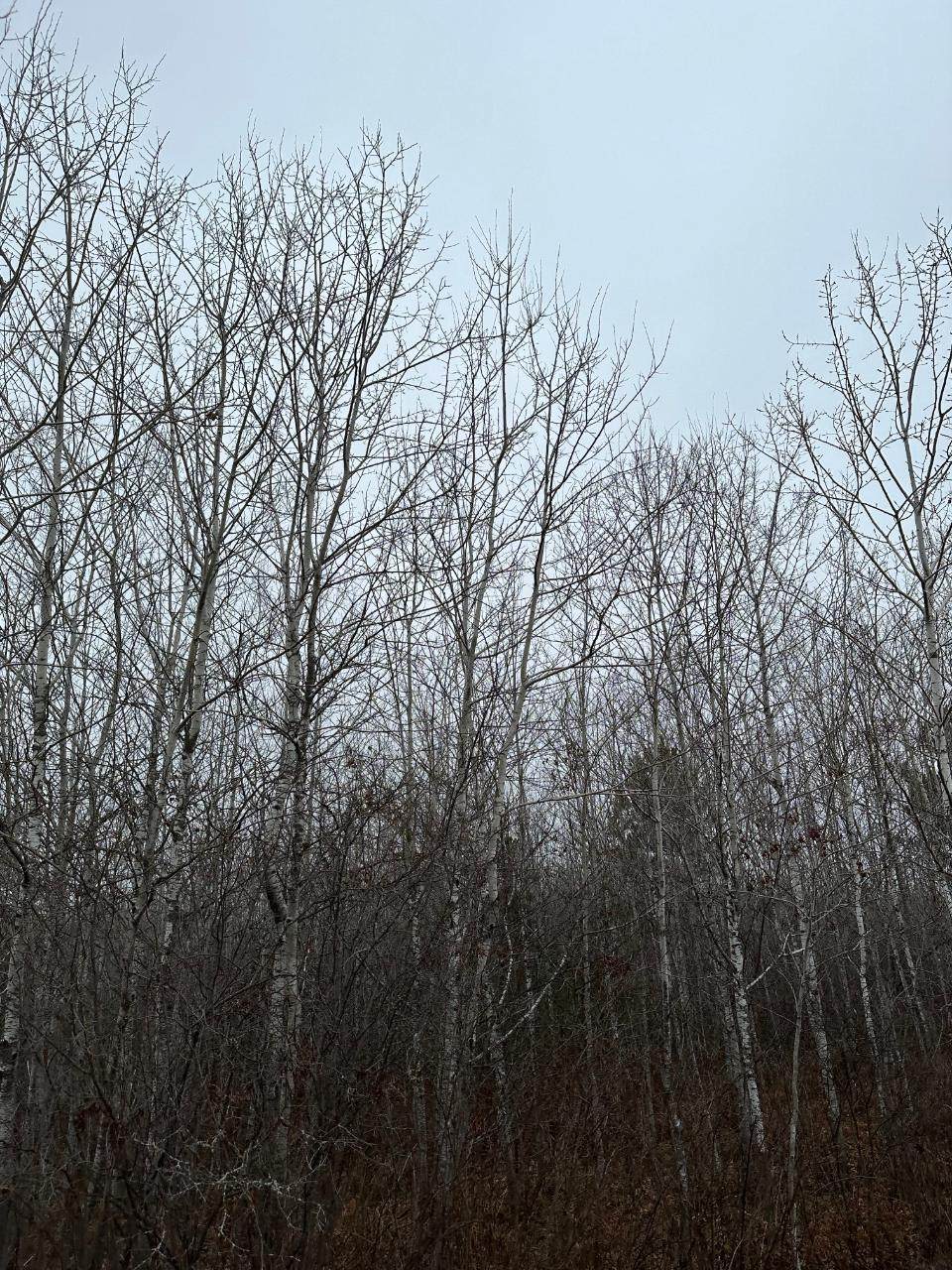 https://bt-photos.global.ssl.fastly.net/northwoods/orig_boomver_1_215526-2.jpg