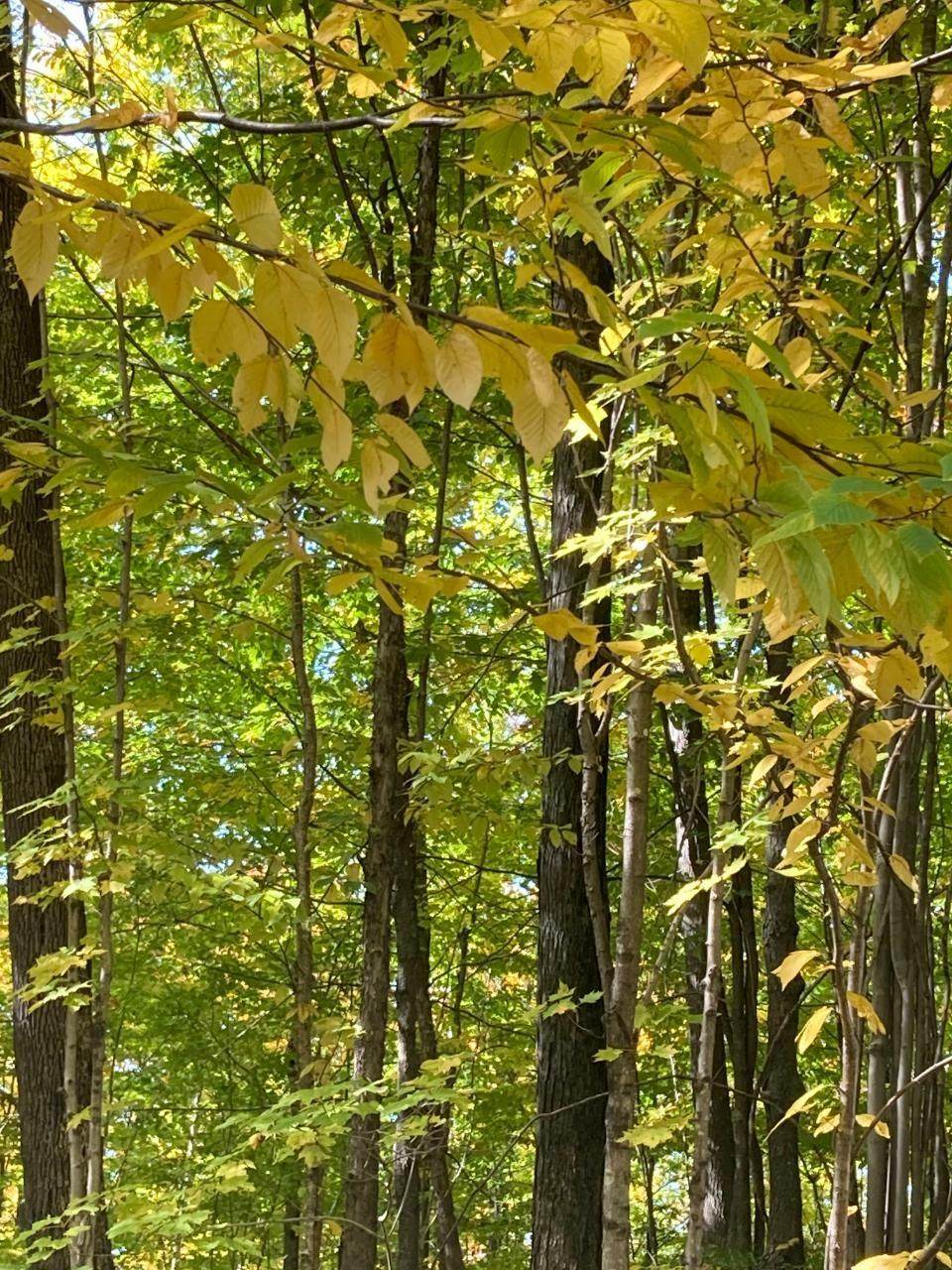 https://bt-photos.global.ssl.fastly.net/northwoods/orig_boomver_1_216033-2.jpg