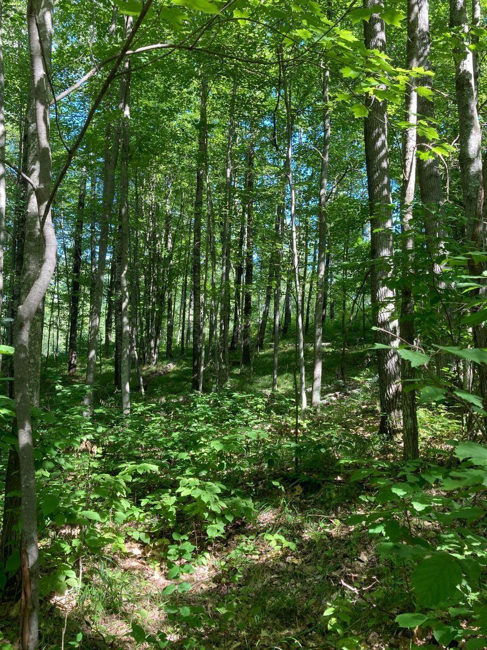 https://bt-photos.global.ssl.fastly.net/northwoods/orig_boomver_1_216036-2.jpg
