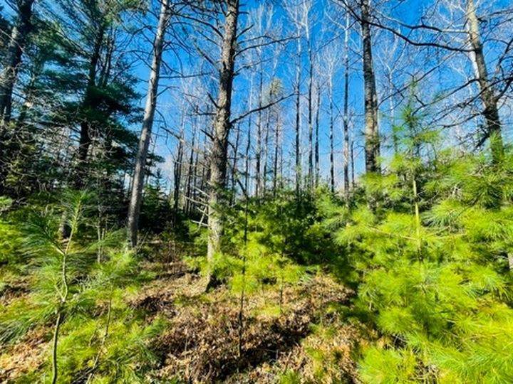 Lot #3 Yellow Birch Rd - Photo 1
