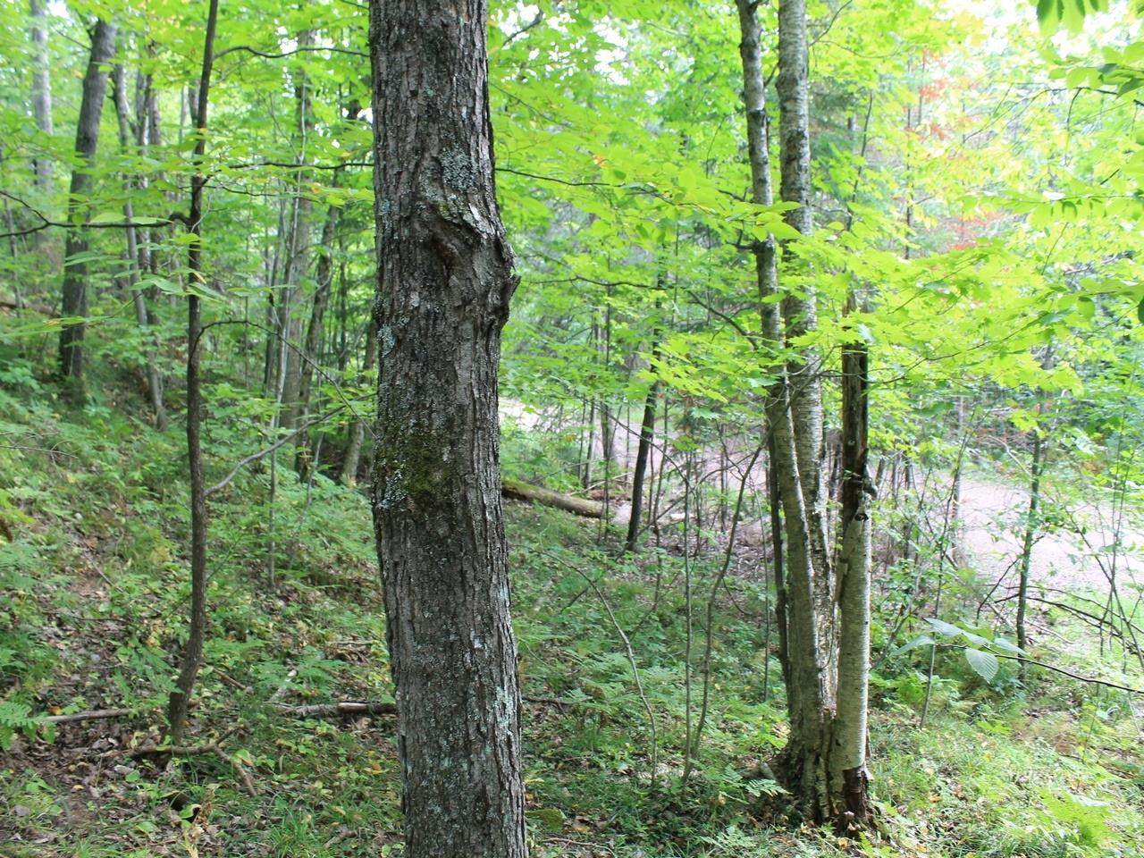 https://bt-photos.global.ssl.fastly.net/northwoods/orig_boomver_1_217493-2.jpg