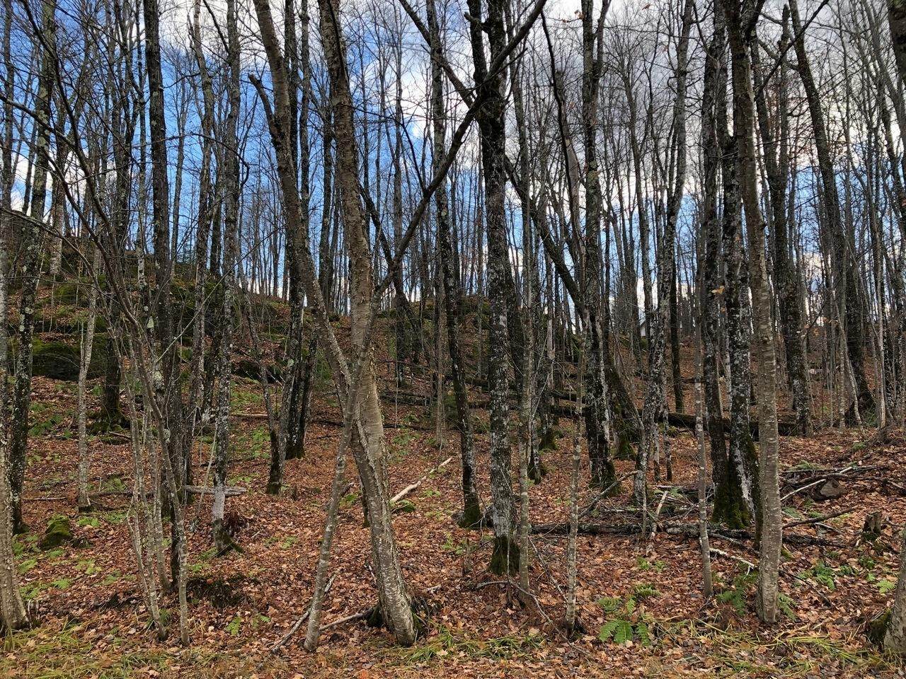 https://bt-photos.global.ssl.fastly.net/northwoods/orig_boomver_1_217495-2.jpg