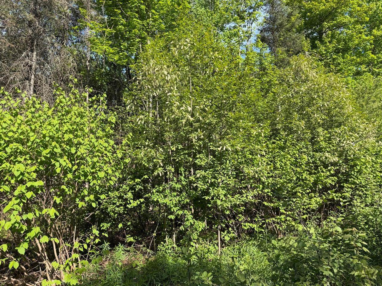 https://bt-photos.global.ssl.fastly.net/northwoods/orig_boomver_1_217519-2.jpg