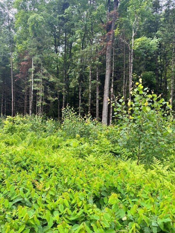 https://bt-photos.global.ssl.fastly.net/northwoods/orig_boomver_1_218111-2.jpg