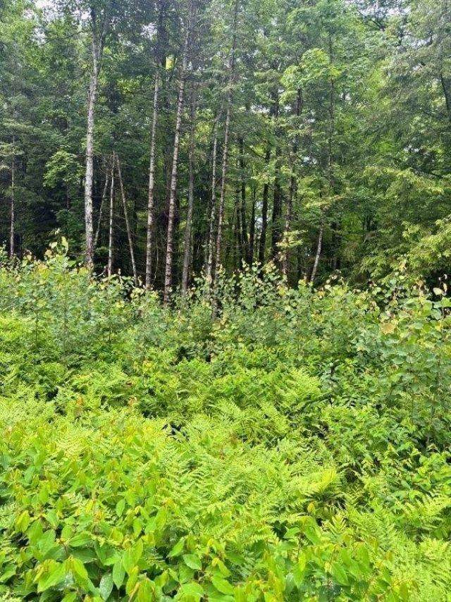 https://bt-photos.global.ssl.fastly.net/northwoods/orig_boomver_1_218111-2.jpg