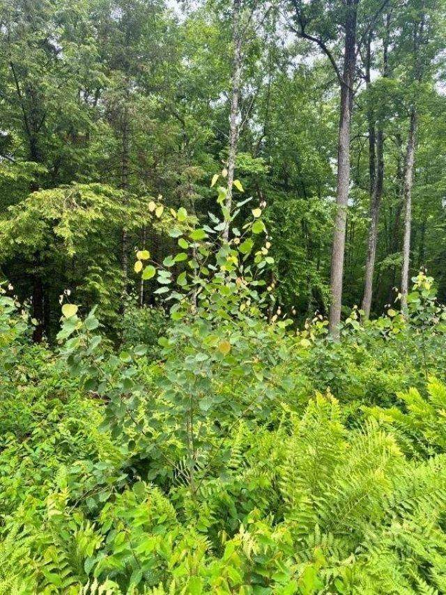 https://bt-photos.global.ssl.fastly.net/northwoods/orig_boomver_1_218111-2.jpg