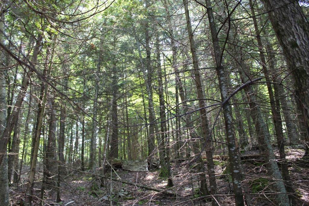 https://bt-photos.global.ssl.fastly.net/northwoods/orig_boomver_2_208299-2.jpg