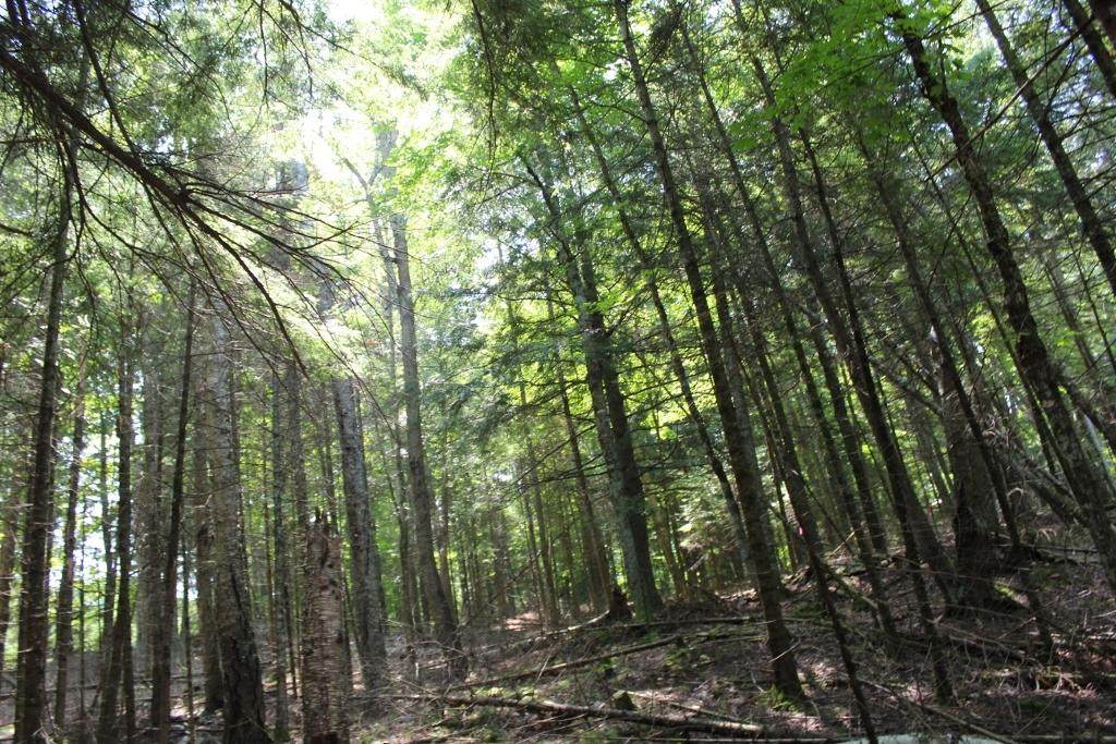 https://bt-photos.global.ssl.fastly.net/northwoods/orig_boomver_2_208299-2.jpg