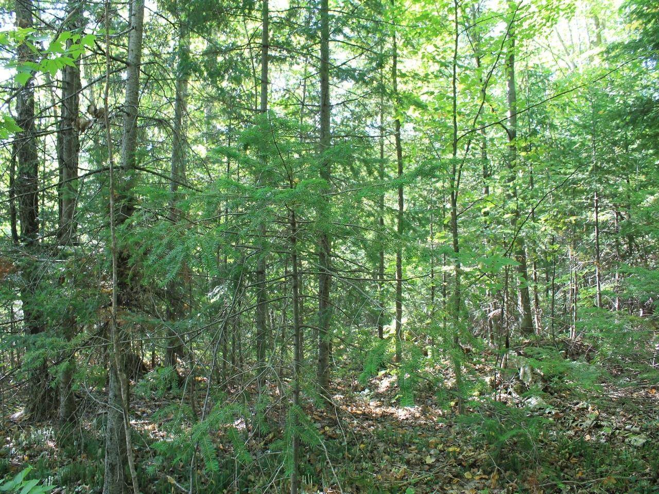 https://bt-photos.global.ssl.fastly.net/northwoods/orig_boomver_2_211880-2.jpg
