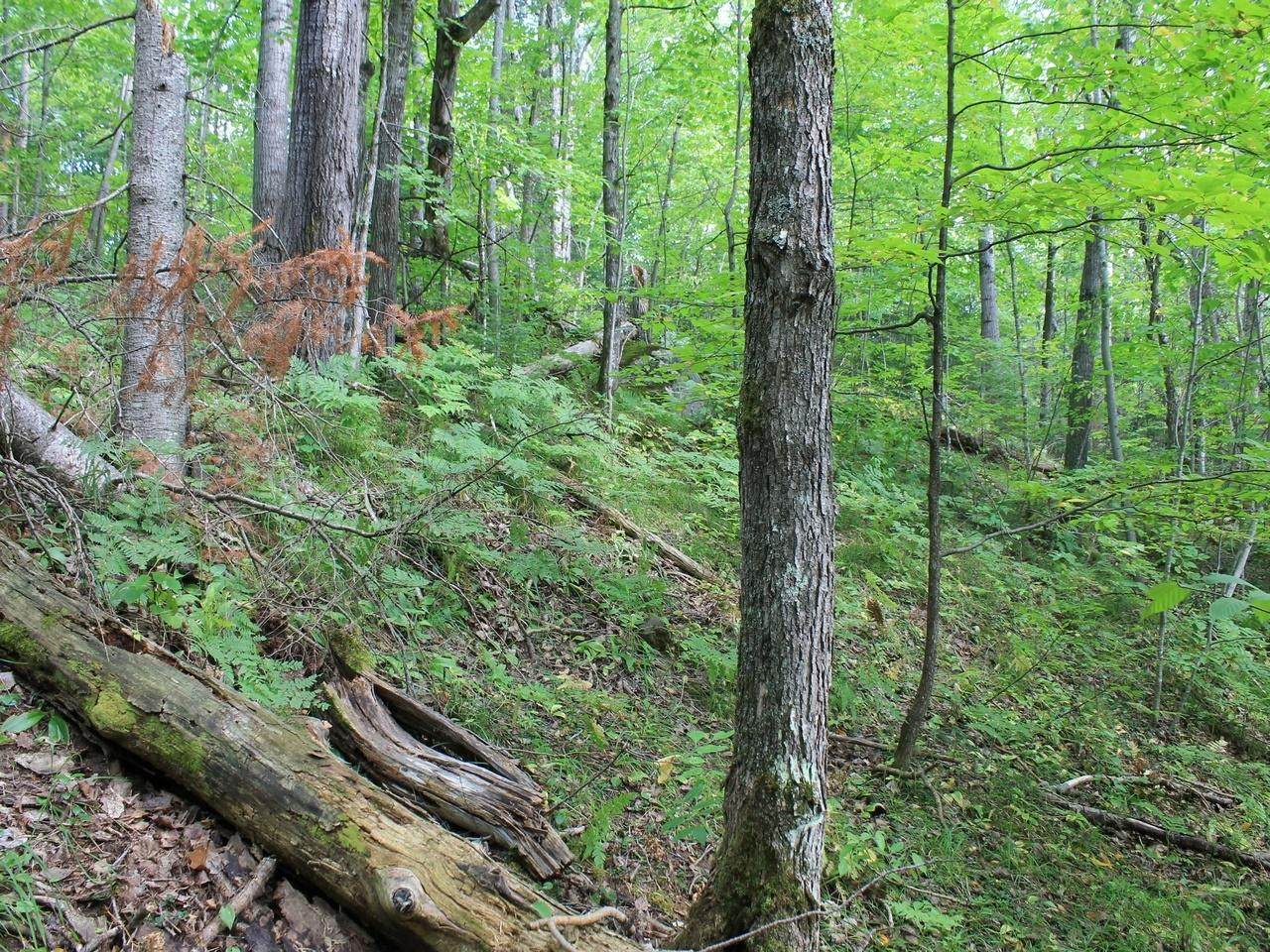 Lot 15 Alpine Dr - Photo 1