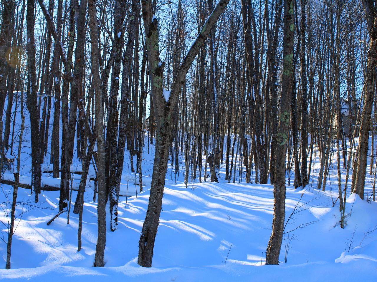 https://bt-photos.global.ssl.fastly.net/northwoods/orig_boomver_2_211896-2.jpg