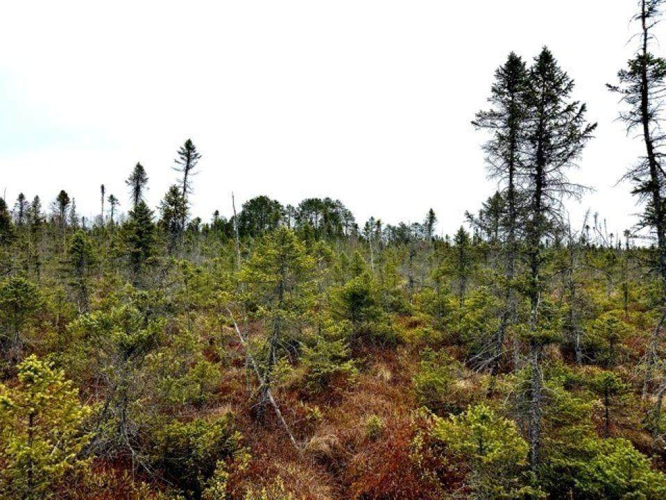 OFF Jacks Rd - Photo 1