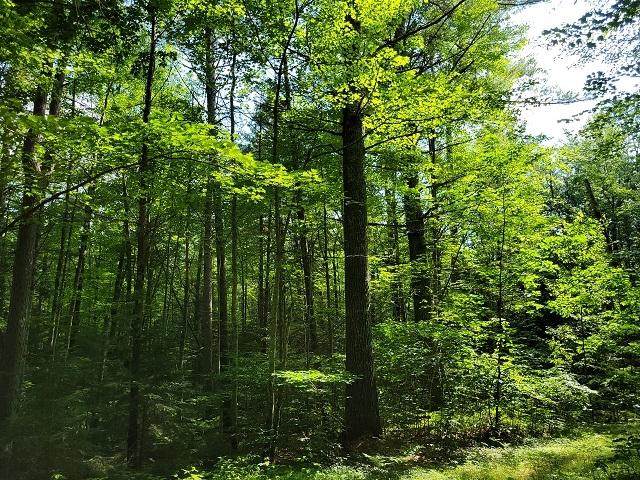 Lot #6 Bills Lake Rd - Photo 1