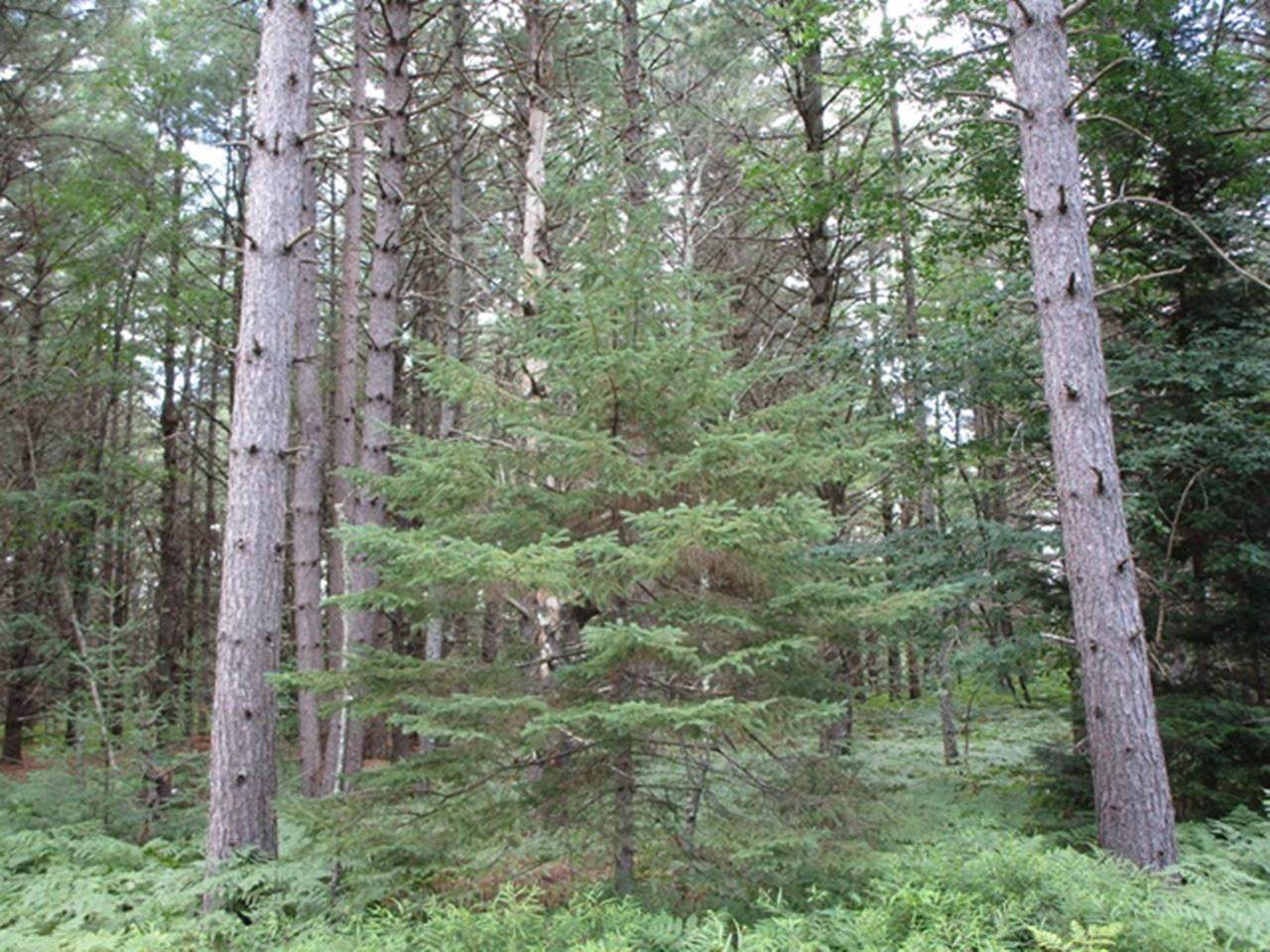 https://bt-photos.global.ssl.fastly.net/northwoods/orig_boomver_4_216227-2.jpg