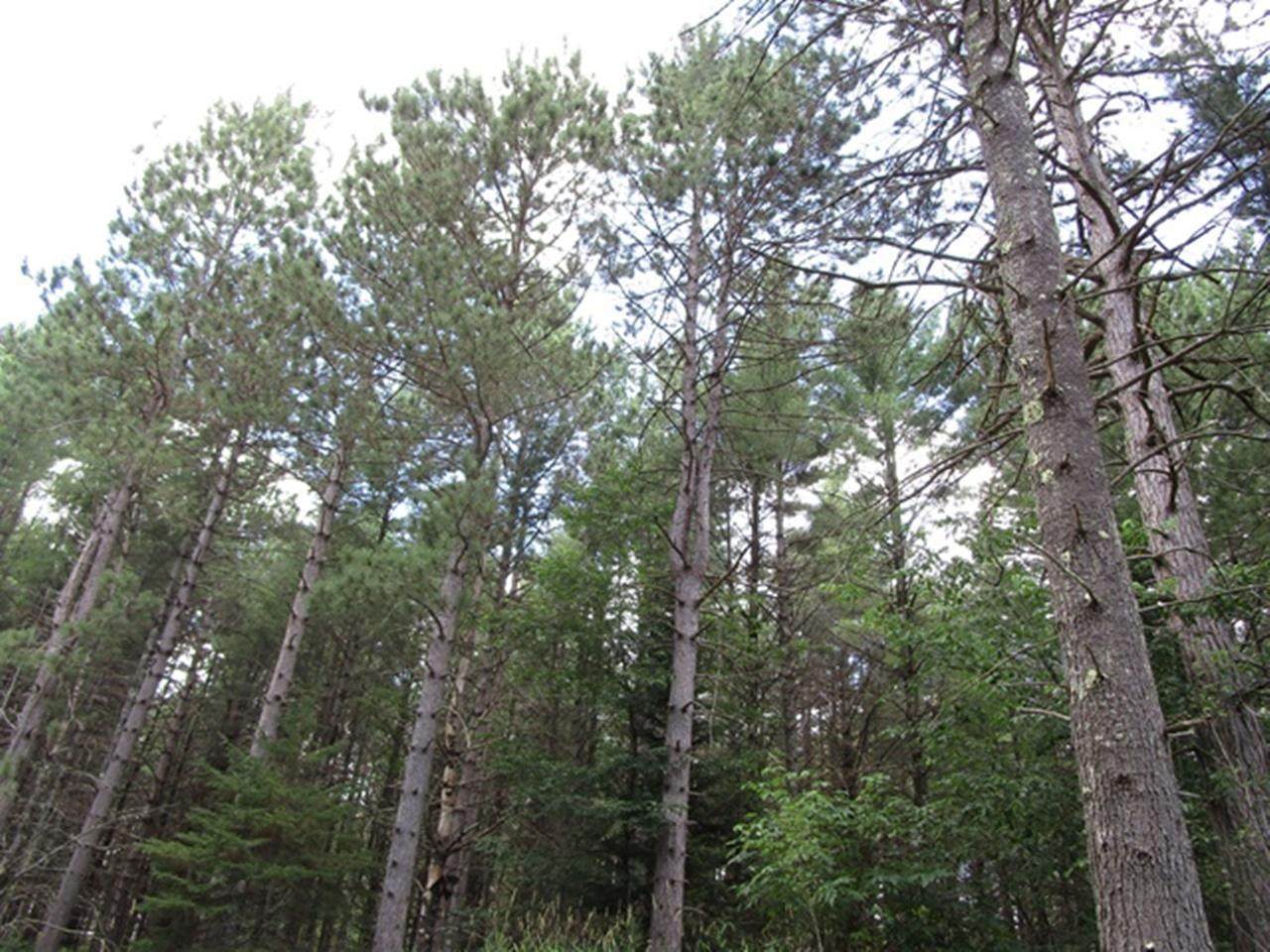 https://bt-photos.global.ssl.fastly.net/northwoods/orig_boomver_4_216227-2.jpg
